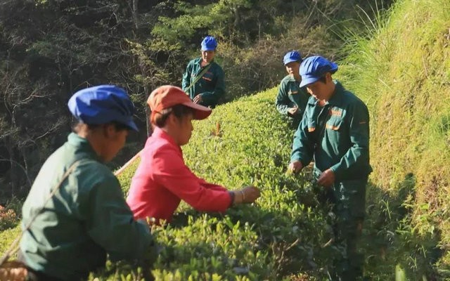 乡村振兴丨永安：高山活水出好茶