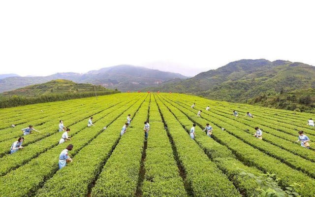 茶香绕“两会”，多地传来茶业之声，释放了这些信息！