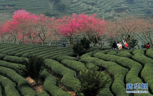 大陆阿里山”台胞：相伴樱花好过年