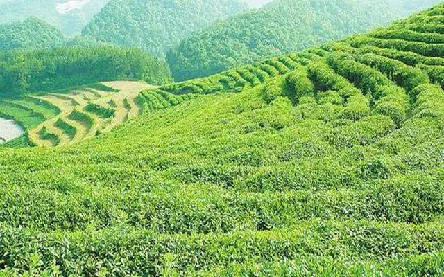 环球观茶 | 2020年印度茶叶价格创历史新高、肯尼亚茶叶收入飙升至10.9亿美元！