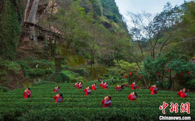 “茶发芽咯……” 武夷山喊山制茶季开启