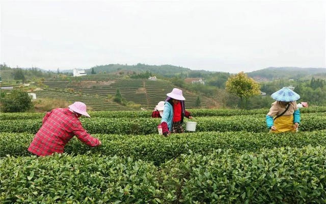 福建永泰春茶，开采啦！