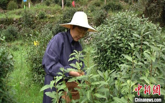 安徽祁门：以茶兴镇 以茶富农