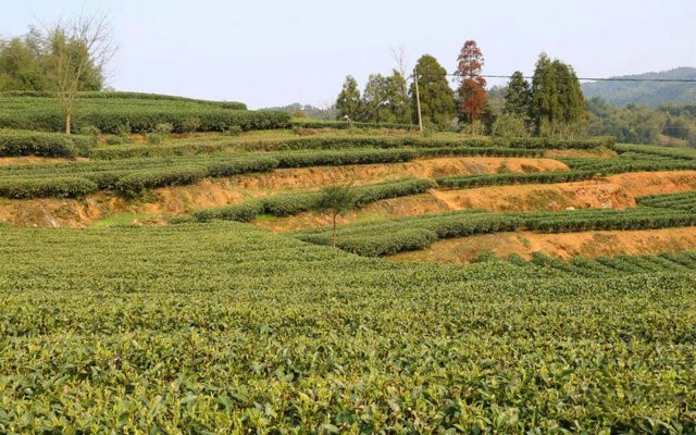 湖林村：茶香悠悠，书香致远