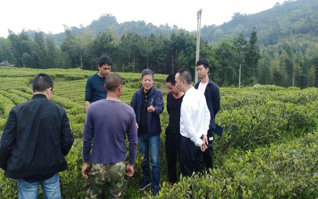 漳平市茶叶协会调研茶叶拓展种植规模及春茶生产情况