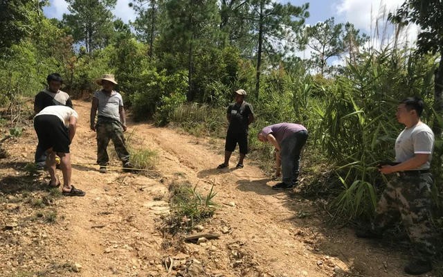 茶叶变成“摇钱树” ，西双版纳现大规模毁林种茶