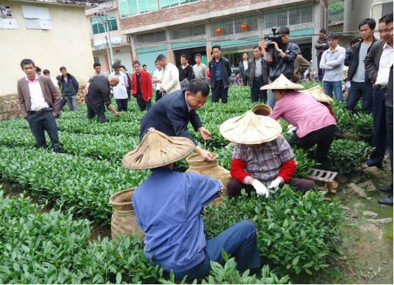 安溪：学史力行办实事，服务茶农促增收