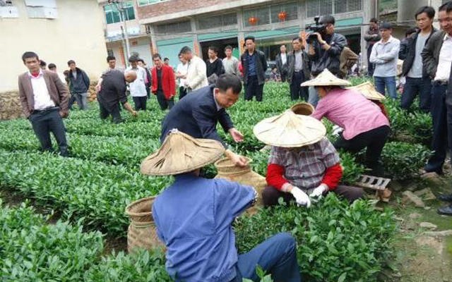 学史力行办实事，解茶农燃眉之急，助安溪茶业振兴