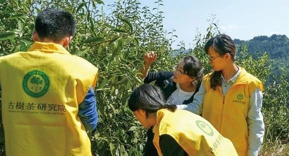 一片树叶带动一个产业 南川大树茶让茶农腰包鼓了