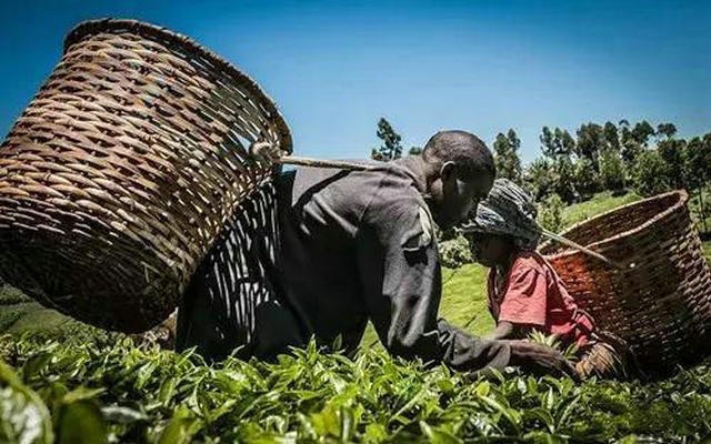 肯尼亚蒙巴萨茶叶拍卖价格创历史新低