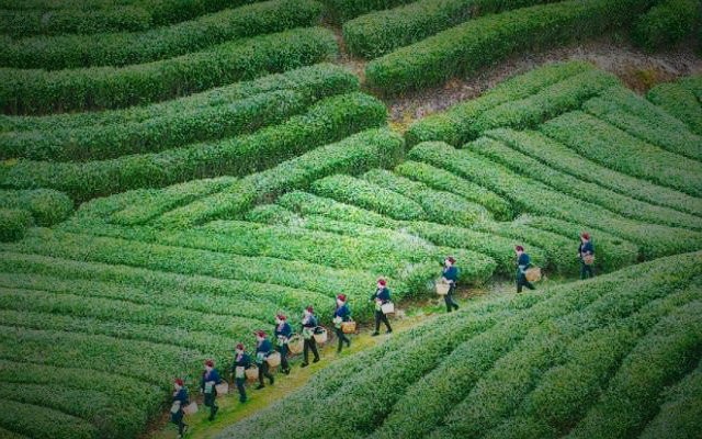 霞浦：茶好自俏