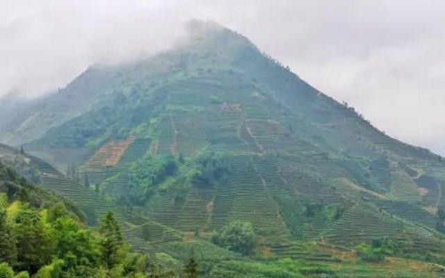 福建漳州“退果还茶”扩大茶叶产业规模