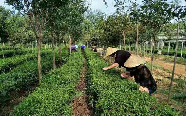 风口调查 茶产业如何跨越“小弱散”？创新驱动，青岛90后做“专利茶”一年卖出近500万杯