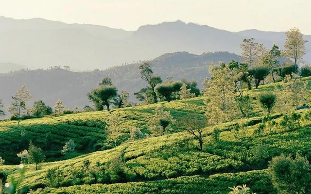 斯里兰卡茶叶出口商协会：联合利华出售全球茶业务目前不会对锡兰红茶产生影响
