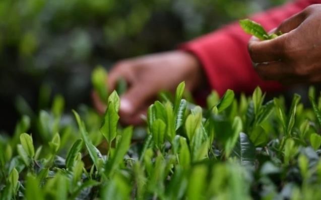 打造“最干净”的贵州茶 让绿色有机茶卖出好价钱