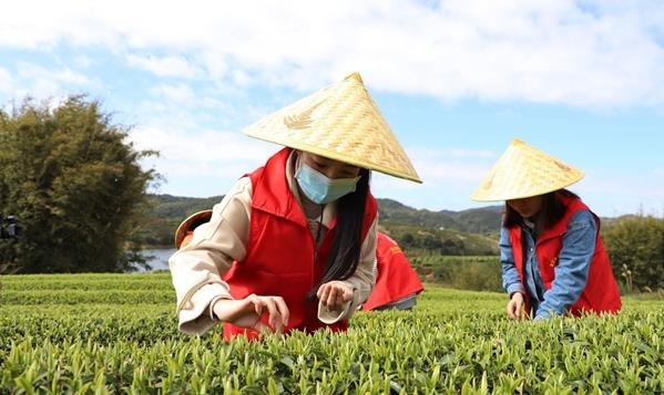 连江长龙以茶促旅走出振兴路