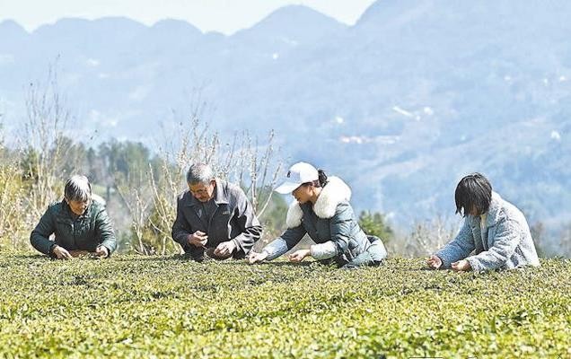 宣恩万寨开采春茶