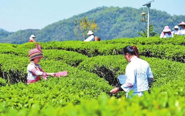 文山广南春茶采收忙