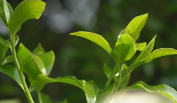 保山昌宁：古树茶芽吐新绿缕缕茶香飘万里