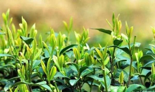 第五届中国国际茶叶博览会延期一年举办