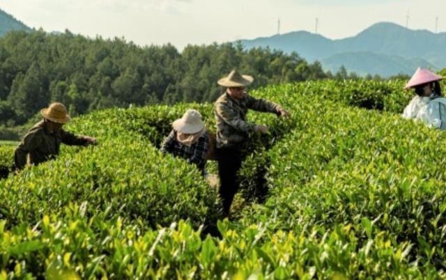 乡村振兴下的政和白茶：让茶农真正“靠山吃山”