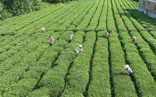 秋茶飘香季 茶农采摘忙