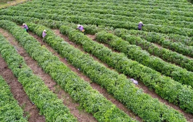 湖北十堰茅箭：茶山秋意浓 秋茶采摘忙