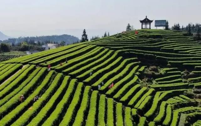 又是采摘好时节 四川泸州纳溪区“秋茶”产业助农增收