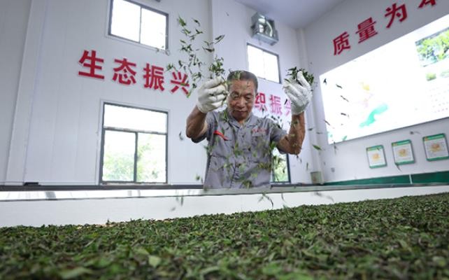 “定制茶园”做活陇南裕河茶文章