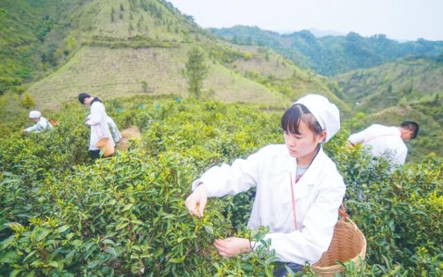 茶叶市场升温 销量增价格稳丨六堡茶产业迎来快速发展时期