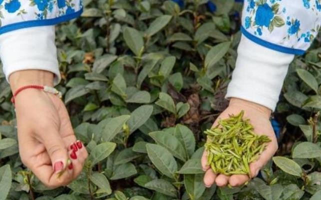 四川乐山：早春茶开采 制茶人现场展手工制茶技艺