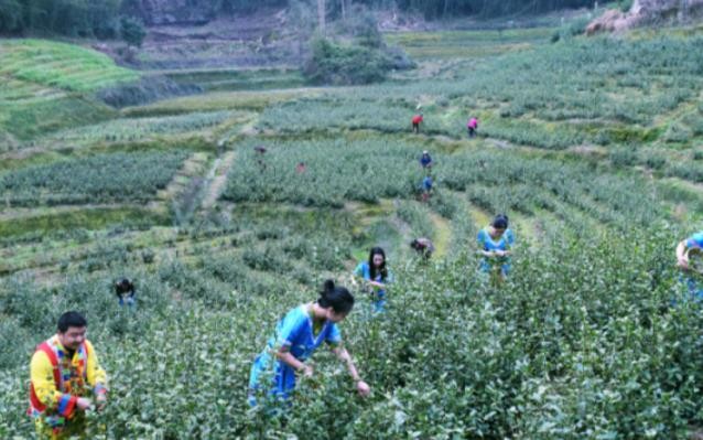 石柱：茶农抢茶“鲜” 采摘第一芽