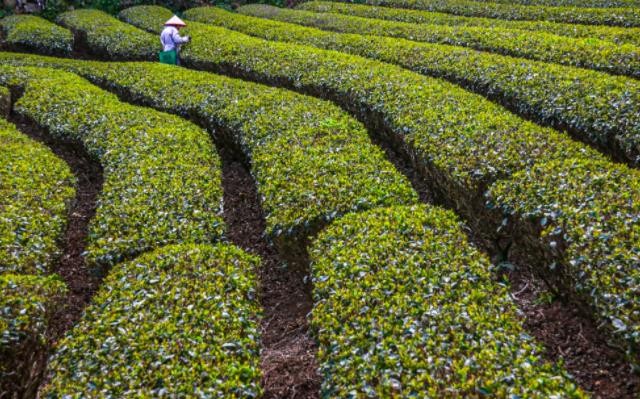开采忙信心足，广东推动茶产业高质量发展