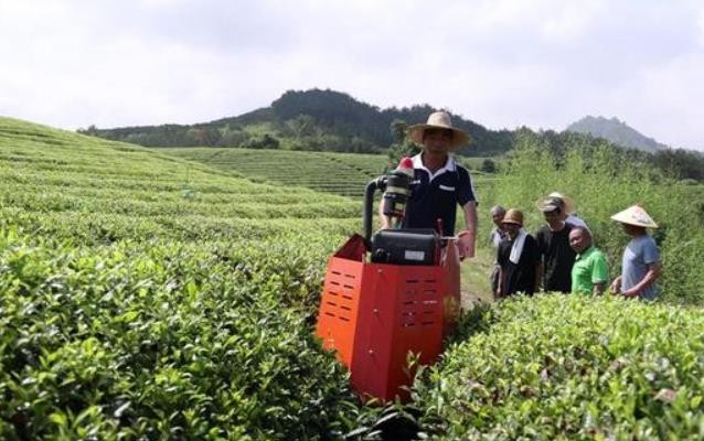 低产茶园插上科技翅膀 实现茶叶增产增效