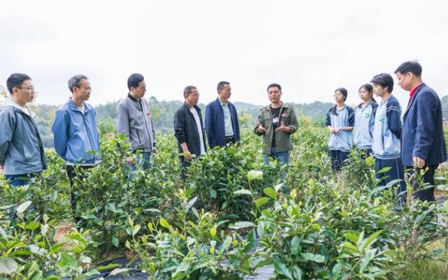科特派助推赋能，松溪茶产业迈入高质量发展之路