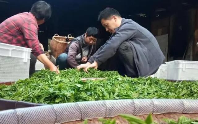 宣城绩溪：“小茶叶”撬动“大茶业”