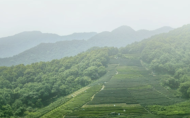 以茶为媒 联通四海——首届“中国茶文化国际传播论坛”将在北京召开
