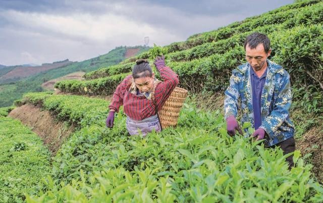 西林大力发展茶产业助农增收