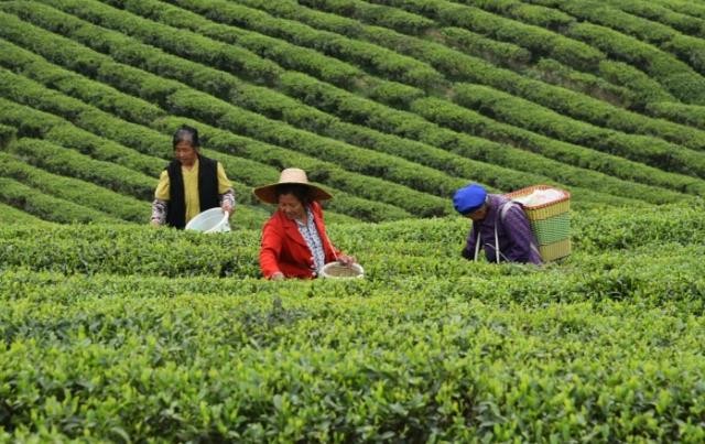 乡村新“茶道”丨科技助茶，“贡茶之乡”一叶成“链”的致富经