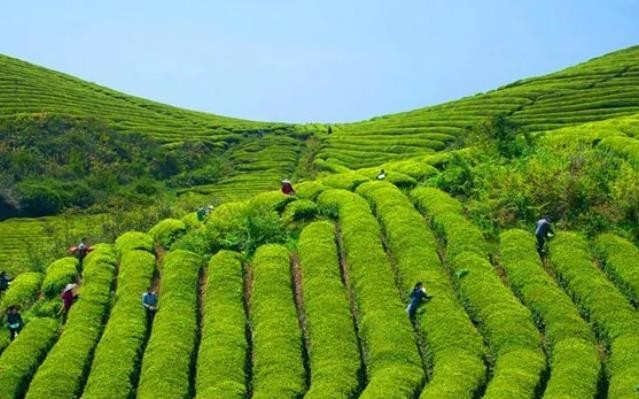 瓮安：春到茶山采茶忙 20万亩茶飘香