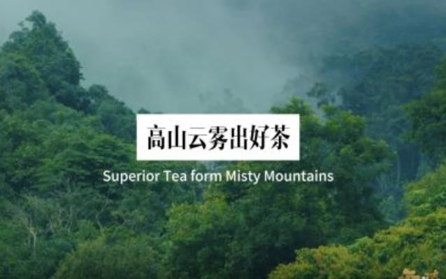 云茶之“雅”｜高山云雾出好茶