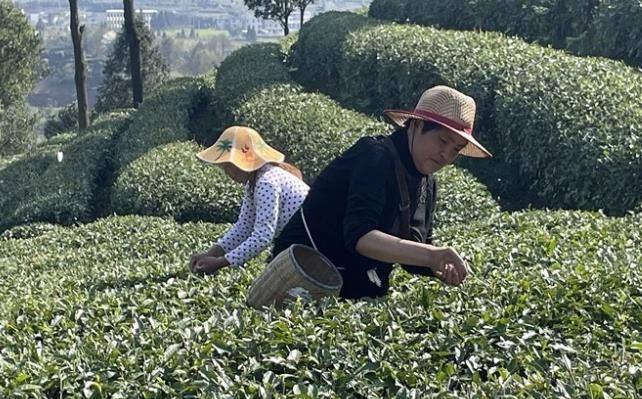开阳县南龙乡：茶叶生产忙 增收有保障