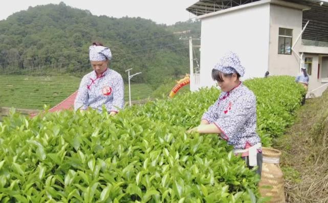 漳平南洋：采茶包茶显身手 指尖飞舞绽茶香