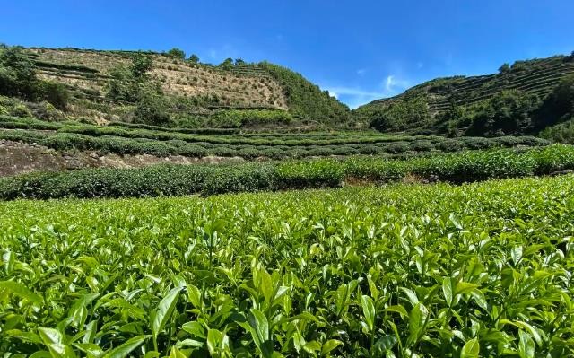 安溪：新茶饮原料茶 年供应量超6万吨