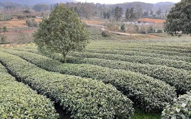 两会现场速递｜民进贵州省委：立足茶产业优势构建新茶饮供应链