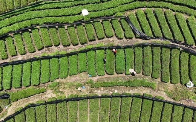 椒园：传统茶村寻找破局之道 技术引领茶业升级之路