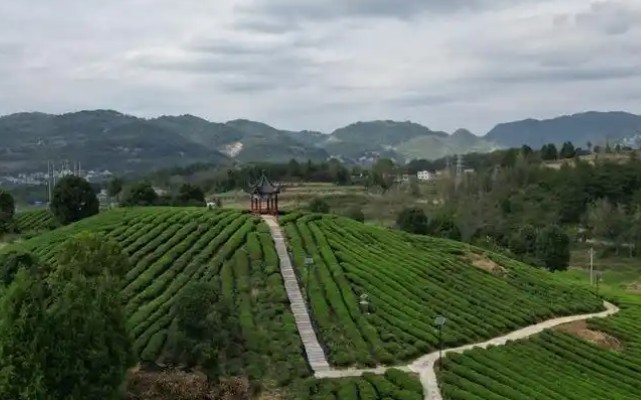 荥经藏茶产业园：让千年茶文化“活”起来