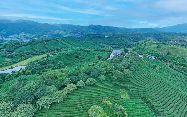 福建这里的茶，“喝豆浆”长大