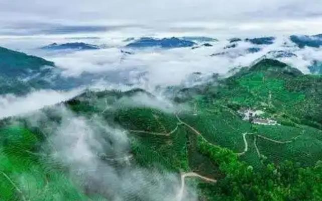 闽人智慧丨坦洋工夫，何以从“中国茶”到“世界茶”？