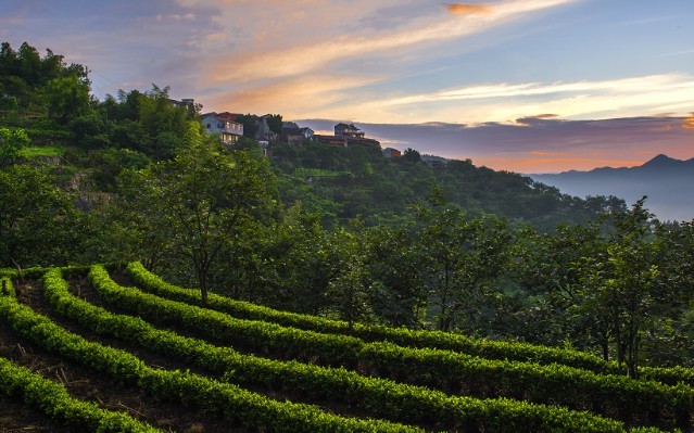 茶园“泡”出“幸福茶” 天台云雾茶焕发新活力